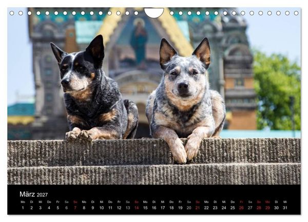 Produktbild: Australian Cattle Dogs zwischen Kunst und Kultur (Wandkalender 2027 DIN A4 quer), CALVENDO Monatskalender