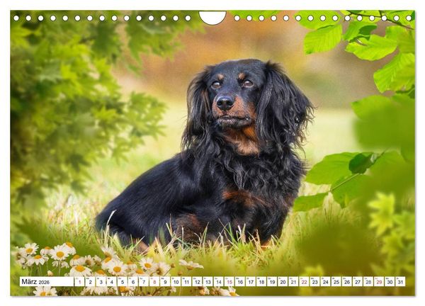 Produktbild: Dackeltr&auml;umereien - Kleine Helden auf 4 Pfoten (Wandkalender 2026 DIN A4 quer), CALVENDO Monatskalender