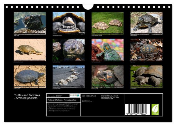 Produktbild: Turtles and Tortoises - Armored pacifists (Wall Calendar 2026 DIN A4 landscape), CALVENDO 12 Month Wall Calendar
