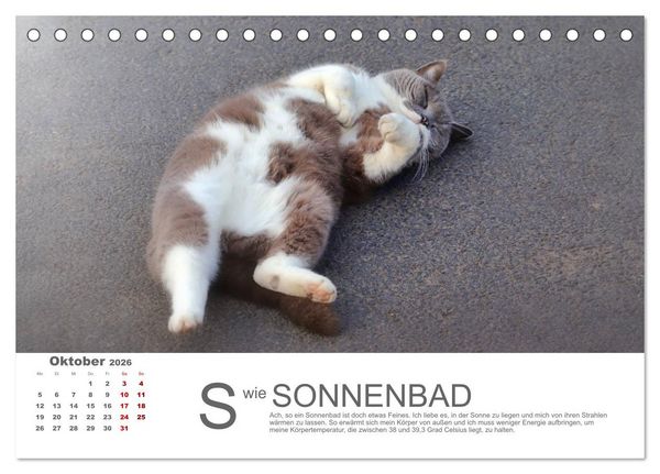 Produktbild: Katzen ABC (Tischkalender 2026 DIN A5 quer), CALVENDO Monatskalender