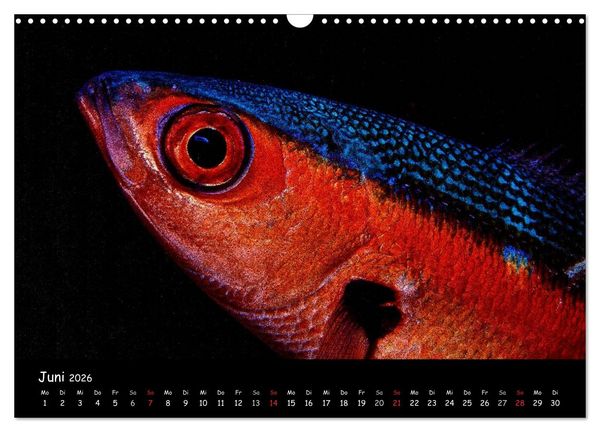 Produktbild: Die Welt unter Wasser (Wandkalender 2026 DIN A3 quer), CALVENDO Monatskalender