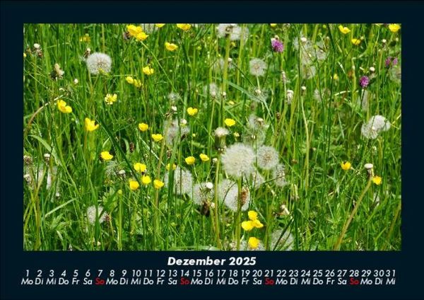 Produktbild: Blumentr&auml;ume 2025 Fotokalender DIN A5