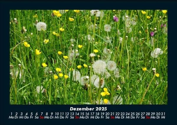 Produktbild: Blumentr&auml;ume 2025 Fotokalender DIN A5