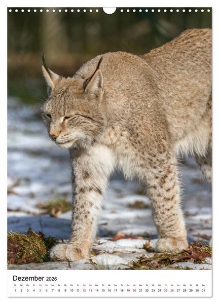Produktbild: Der eurasische Luchs (Wandkalender 2026 DIN A3 hoch), CALVENDO Monatskalender