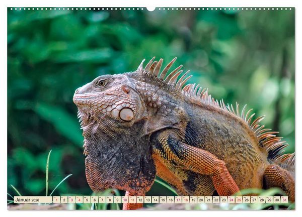 Produktbild: Wundersch&ouml;ner Leguan (Wandkalender 2026 DIN A2 quer), CALVENDO Monatskalender