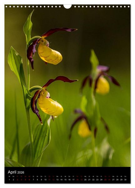 Produktbild: Im richtigen Licht: Wilde Orchideen in S&uuml;dbayern (Wandkalender 2026 DIN A3 hoch), CALVENDO Monatskalender