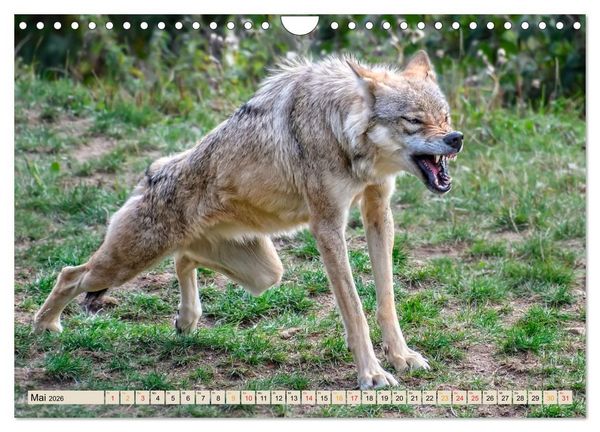 Produktbild: Wolf - Imposanter J&auml;ger (Wandkalender 2026 DIN A4 quer), CALVENDO Monatskalender
