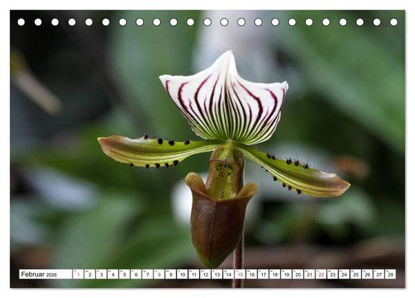 Produktbild: Prachtvolle Orchideen (Tischkalender 2026 DIN A5 quer), CALVENDO Monatskalender