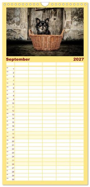 Produktbild: Familienplaner 2027 - Chihuahuas - Cool and Cute mit 5 Spalten (Wandkalender, 21 x 45 cm) CALVENDO