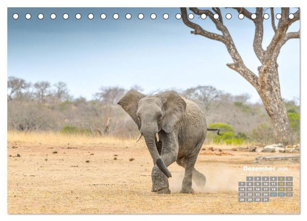 Produktbild: Babyelefanten (Tischkalender 2026 DIN A5 quer), CALVENDO Monatskalender