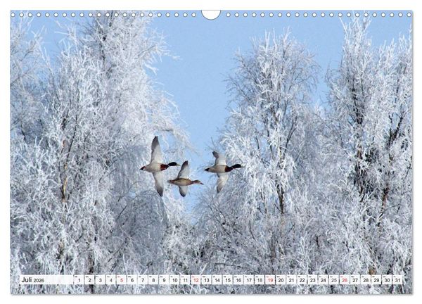 Produktbild: Eiszeit. Winter und Frost in der Natur (Wandkalender 2026 DIN A3 quer), CALVENDO Monatskalender