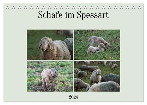 Meisenzahl, J: Schafe im Spessart (Tischkalender 2024 DIN A5