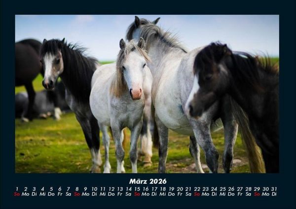 Produktbild: Der Tierkalender 2026 Fotokalender DIN A4