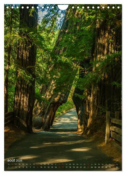 Produktbild: G&eacute;ants verts de la for&ecirc;t (Calendrier mural 2026 DIN A4 horizontal), CALVENDO calendrier mensuel