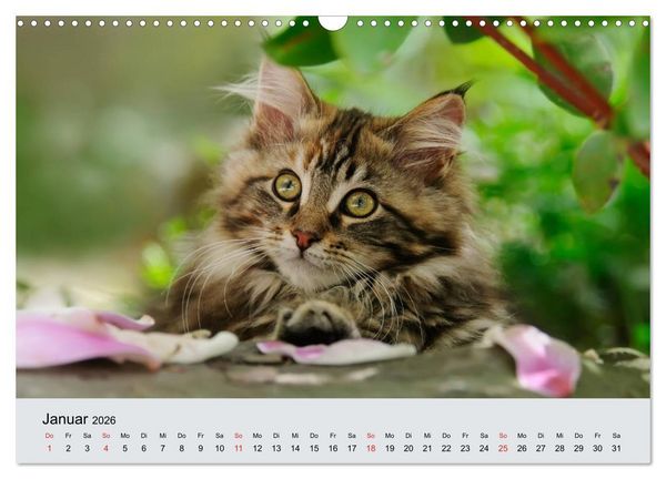 Produktbild: Katzen im Garten (Wandkalender 2026 DIN A3 quer), CALVENDO Monatskalender