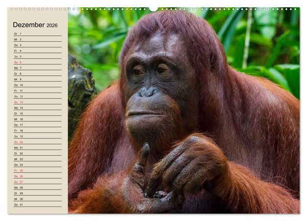 Produktbild: Regenwald. Tiere im Dschungel (hochwertiger Premium Wandkalender 2026 DIN A2 quer), Kunstdruck in Hochglanz