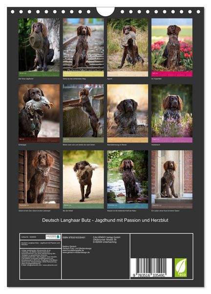 Produktbild: Deutsch Langhaar Butz - Jagdhund mit Passion und Herzblut (Wandkalender 2026 DIN A4 hoch), CALVENDO Monatskalender