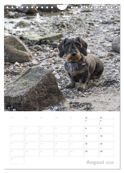 Produktbild: Der Dackel (M)ein treuer Weggef&auml;hrte (Wandkalender 2026 DIN A4 hoch), CALVENDO Monatskalender