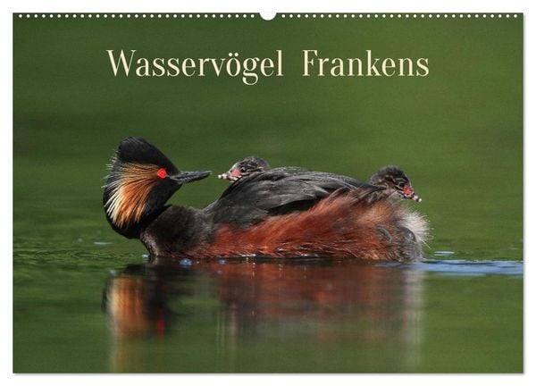 Produktbild: Wasserv&ouml;gel Frankens (Wandkalender 2026 DIN A2 quer), CALVENDO Monatskalender