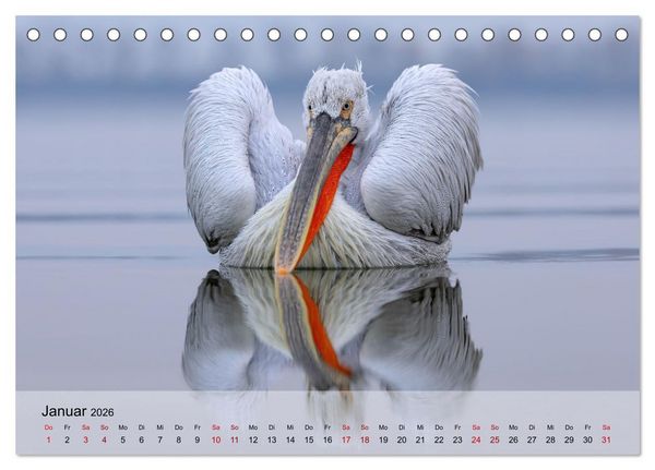 Produktbild: Krauskopfpelikane (Tischkalender 2026 DIN A5 quer), CALVENDO Monatskalender