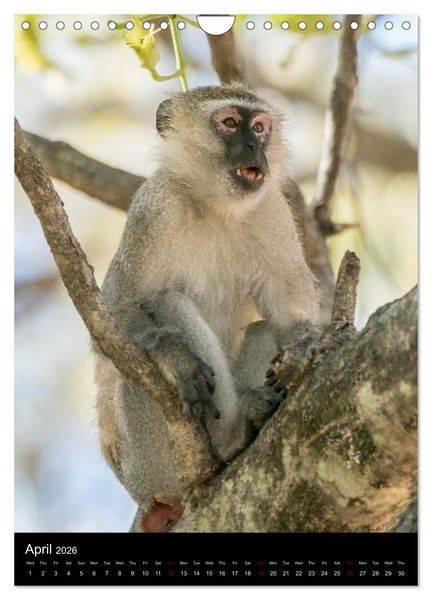 Produktbild: South Luangwa Wildlife (Wall Calendar 2026 DIN A4 portrait), CALVENDO 12 Month Wall Calendar