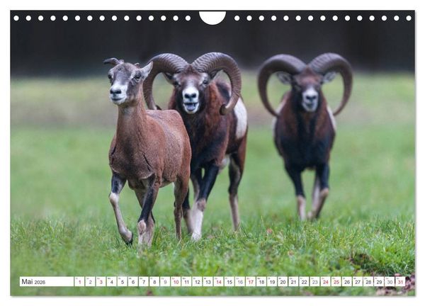 Produktbild: Emotionale Momente: Muffelwild. (Wandkalender 2026 DIN A4 quer), CALVENDO Monatskalender