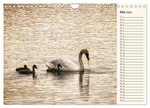 Produktbild: Schwanenzauber (Wandkalender 2026 DIN A4 quer), CALVENDO Monatskalender