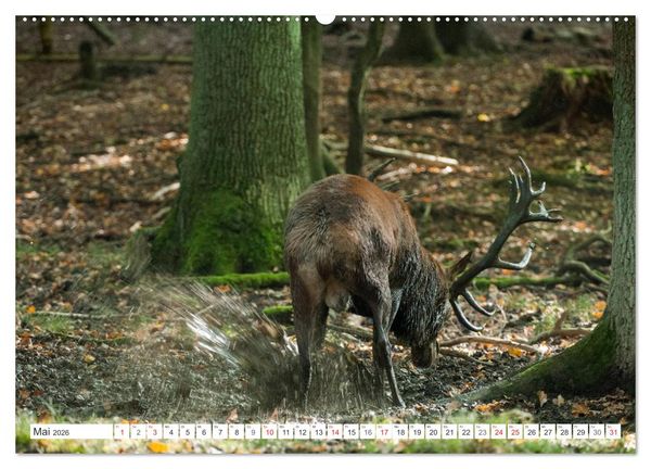 Produktbild: Emotionale Momente: Hirschbrunft (hochwertiger Premium Wandkalender 2026 DIN A2 quer), Kunstdruck in Hochglanz