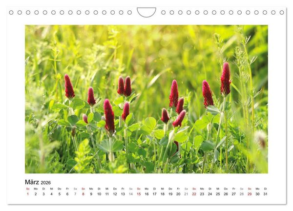 Produktbild: Mein Sehnsuchtsort, die Blumenwiese (Wandkalender 2026 DIN A4 quer), CALVENDO Monatskalender