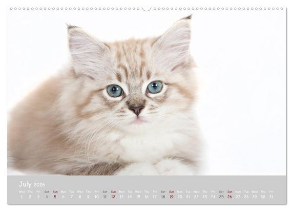 Produktbild: Amazing Ragdoll Kittens (High Quality Premium Wall Calendar 2026 DIN A2 landscape),CALVENDO 12 Month Wall Calendar
