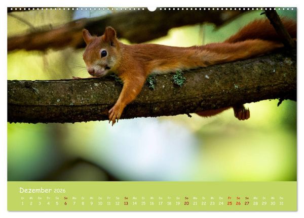 Produktbild: Eichh&ouml;rnchen - die s&uuml;&szlig;en Nussknacker (hochwertiger Premium Wandkalender 2026 DIN A2 quer), Kunstdruck in Hochglanz