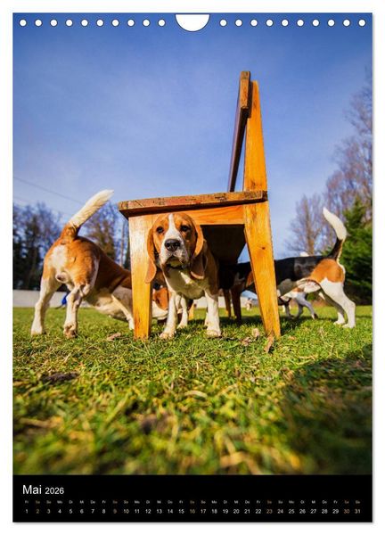 Produktbild: Beagle Action - Wilde Kuscheltiere (Wandkalender 2026 DIN A4 hoch), CALVENDO Monatskalender