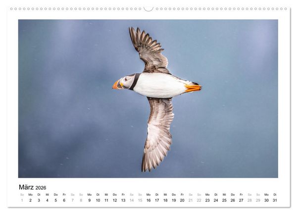 Produktbild: Fauna arctica (Wandkalender 2026 DIN A2 quer), CALVENDO Monatskalender