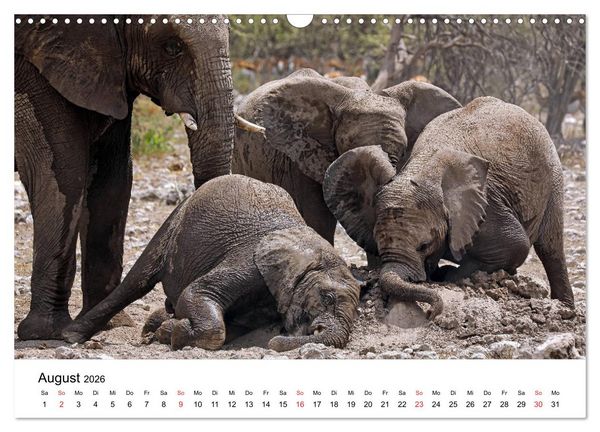 Produktbild: Namibias Elefanten (Wandkalender 2026 DIN A3 quer), CALVENDO Monatskalender