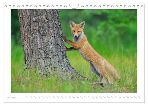 Produktbild: Un an avec le renard roux (Calendrier mural 2027 DIN A4 vertical), CALVENDO calendrier mensuel