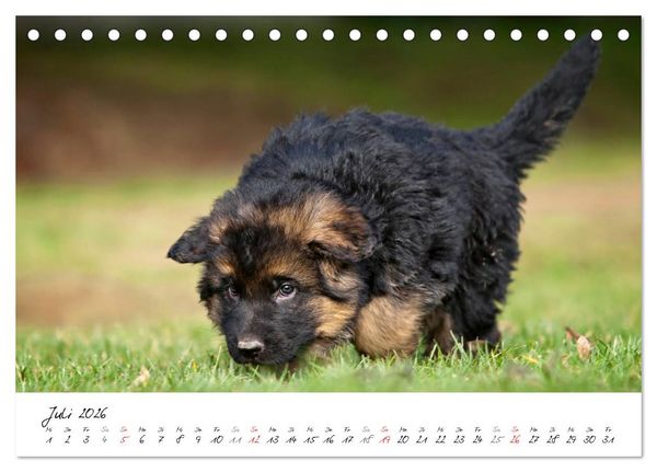 Produktbild: Deutscher Sch&auml;ferhund - Welpen / CH-Version (Tischkalender 2026 DIN A5 quer), CALVENDO Monatskalender