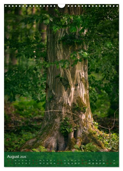 Produktbild: Klimaretter Baum (Wandkalender 2026 DIN A3 hoch), CALVENDO Monatskalender