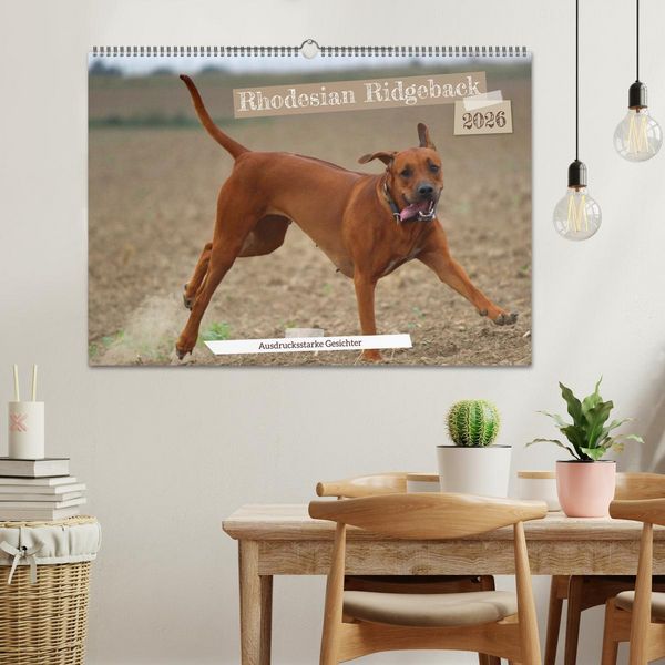Produktbild: Rhodesian Ridgeback - Ausdrucksstarke Gesichter (Wandkalender 2026 DIN A2 quer), CALVENDO Monatskalender