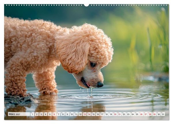 Produktbild: Lieblingshund Pudel (hochwertiger Premium Wandkalender 2027 DIN A2 quer), Kunstdruck in Hochglanz