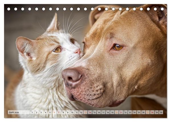 Produktbild: Hund und Katze - Tierische Freunde (Tischkalender 2026 DIN A5 quer), CALVENDO Monatskalender