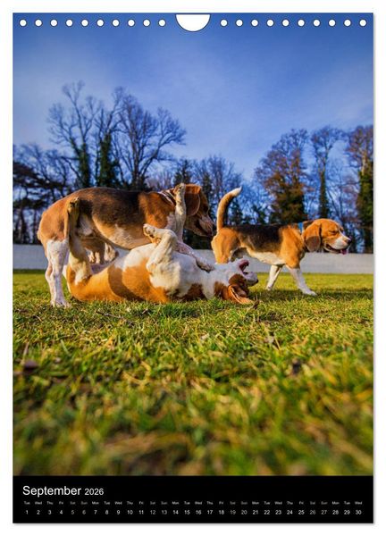Produktbild: Beagles in action (Wall Calendar 2026 DIN A4 portrait), CALVENDO 12 Month Wall Calendar