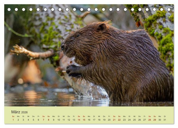 Produktbild: Faszination Biber (Tischkalender 2026 DIN A5 quer), CALVENDO Monatskalender