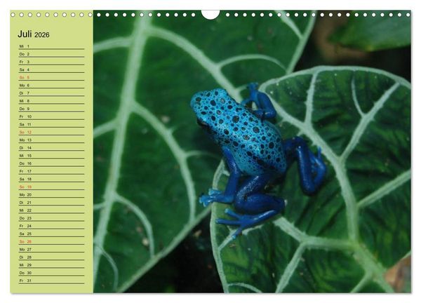 Produktbild: Frosch m&uuml;sste man sein! (Wandkalender 2026 DIN A3 quer), CALVENDO Monatskalender