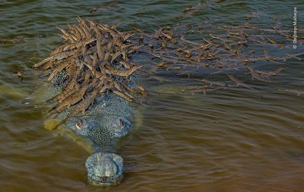 Produktbild: Wildlife Fotografien des Jahres &ndash; Portfolio 30