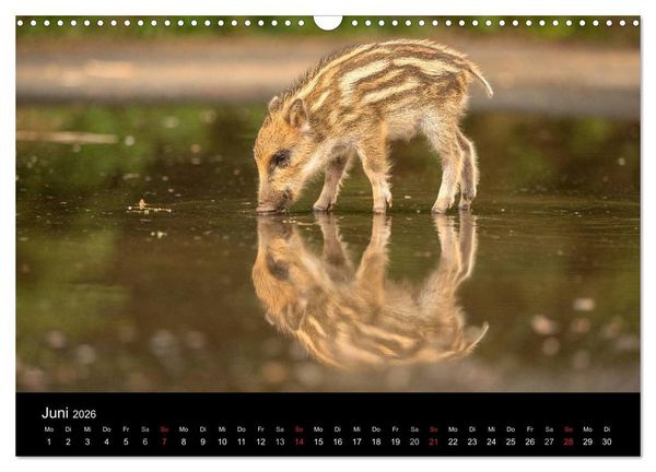Produktbild: Wilde Heimat (Wandkalender 2026 DIN A3 quer), CALVENDO Monatskalender