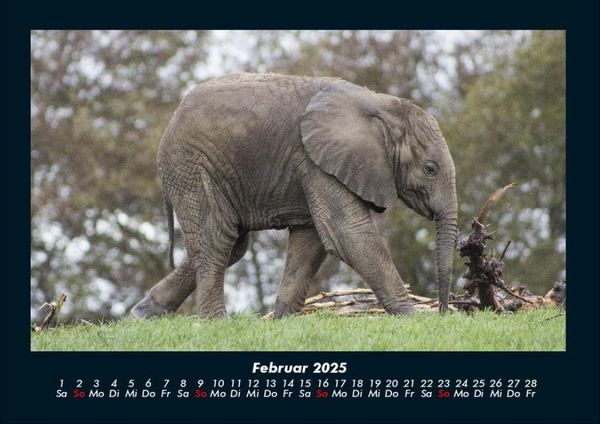 Produktbild: Der Tierkalender 2025 Fotokalender DIN A4