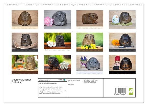Produktbild: Meerschweinchen Portraits (hochwertiger Premium Wandkalender 2026 DIN A2 quer), Kunstdruck in Hochglanz
