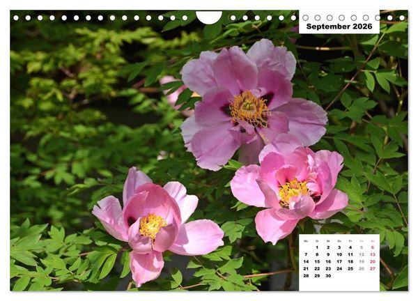 Produktbild: Zauber der P&auml;onien-Bl&uuml;te (Wandkalender 2026 DIN A4 quer), CALVENDO Monatskalender