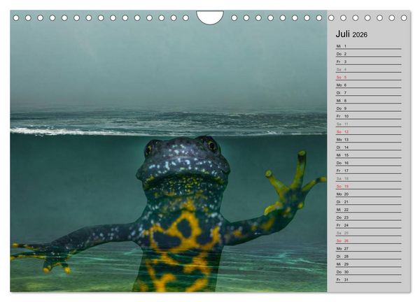 Produktbild: Salamander und Co. (Wandkalender 2026 DIN A4 quer), CALVENDO Monatskalender