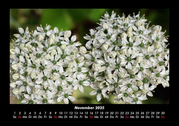 Produktbild: Blumenzauber 2025 Fotokalender DIN A3